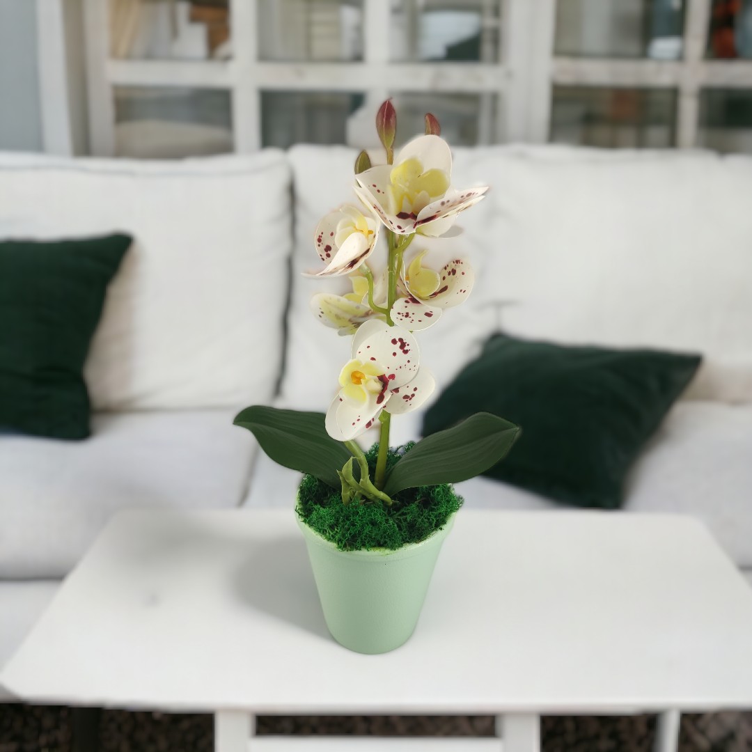 Fehér pöttyös mini orchidea ORM110