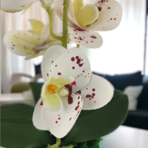 Fehér pöttyös mini orchidea ORM110