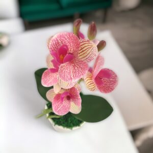 Krém-rózsaszín mini orchidea ORM111