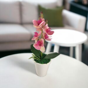 Krém-rózsaszín mini orchidea ORM111