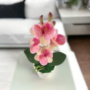 Krém-rózsaszín mini orchidea ORM111