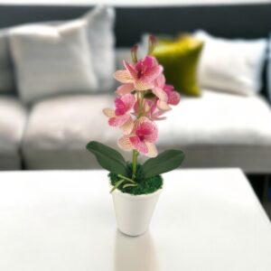 Krém-rózsaszín mini orchidea ORM111