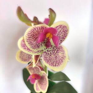 Krém-ciklámen orchidea ORM112