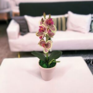 Krém-ciklámen orchidea ORM112
