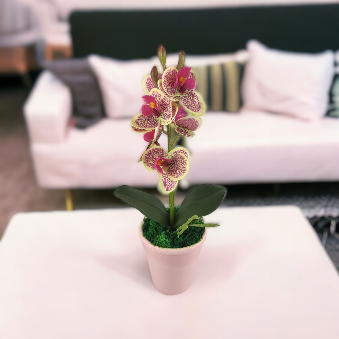Krém-ciklámen orchidea ORM112