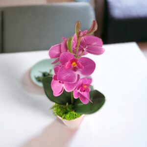 Ciklámen mini orchidea kaspóban ORM113