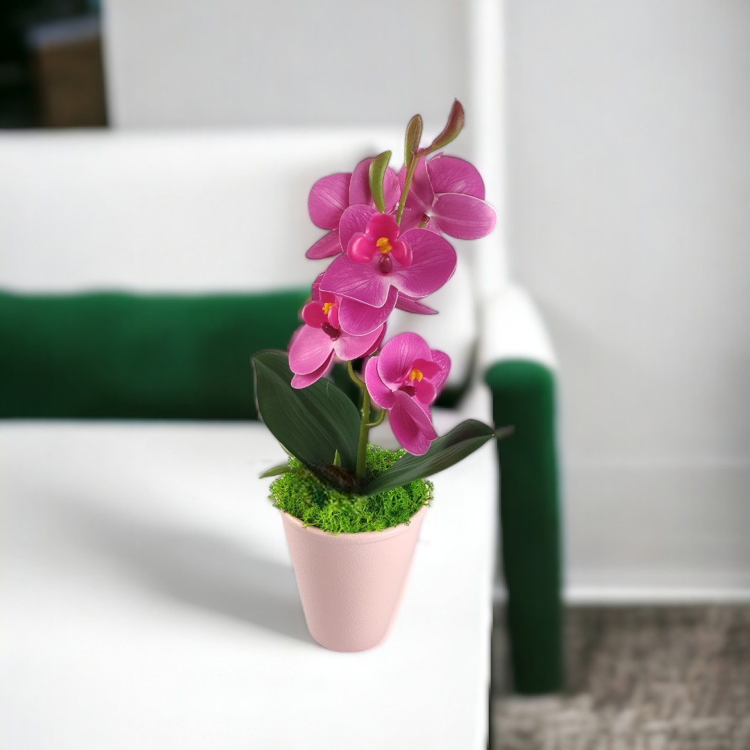 Ciklámen mini orchidea kaspóban ORM113