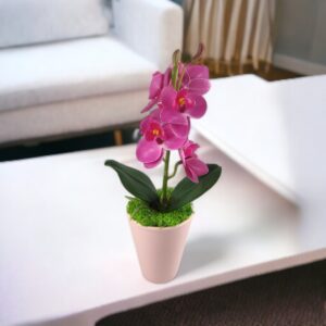 Ciklámen mini orchidea kaspóban ORM113