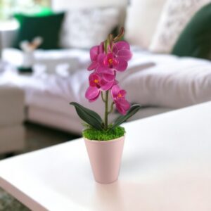 Ciklámen mini orchidea kaspóban ORM113