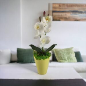 Fehér mini orchidea kaspóban ORM114