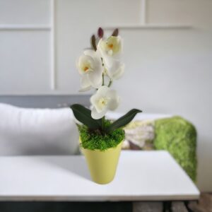 Fehér mini orchidea kaspóban ORM114