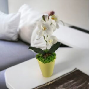 Fehér mini orchidea kaspóban ORM114