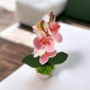 Rózsaszín, fehér cirmos mini orchidea kaspóban ORM115
