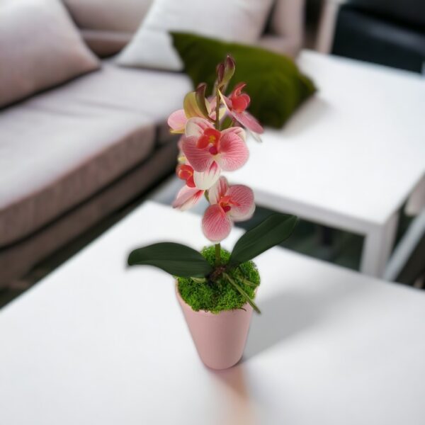 Rózsaszín, fehér cirmos mini orchidea kaspóban ORM115