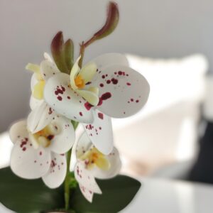 Fehér-burgundi pöttyös mini orchidea kaspóban ORM117