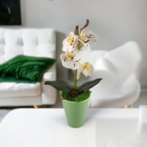 Fehér-burgundi pöttyös mini orchidea kaspóban ORM117