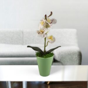Fehér-burgundi pöttyös mini orchidea kaspóban ORM117