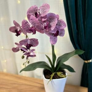 Lila orchidea kerámia kaspóban