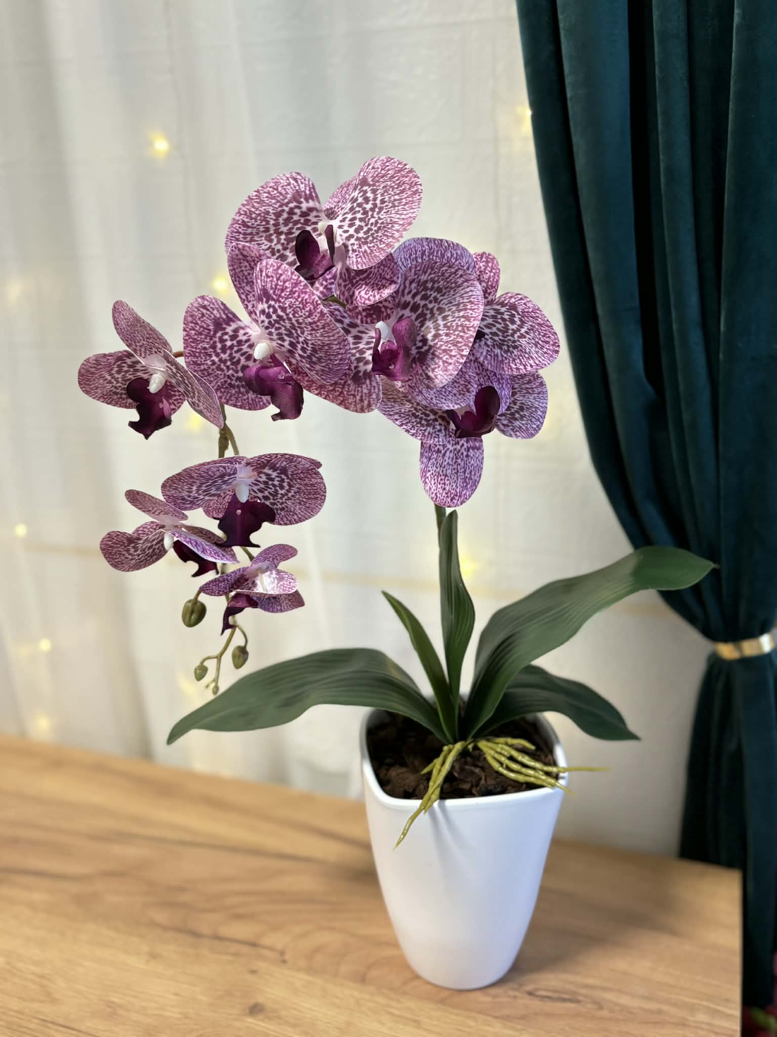 Lila orchidea kerámia kaspóban