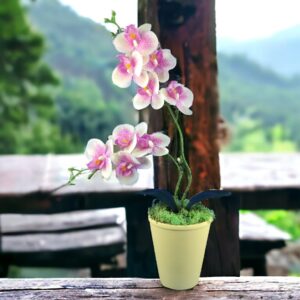 Ciklámen és krémszínű kétágú élethű orchidea színes agyagkaspóban ORK215