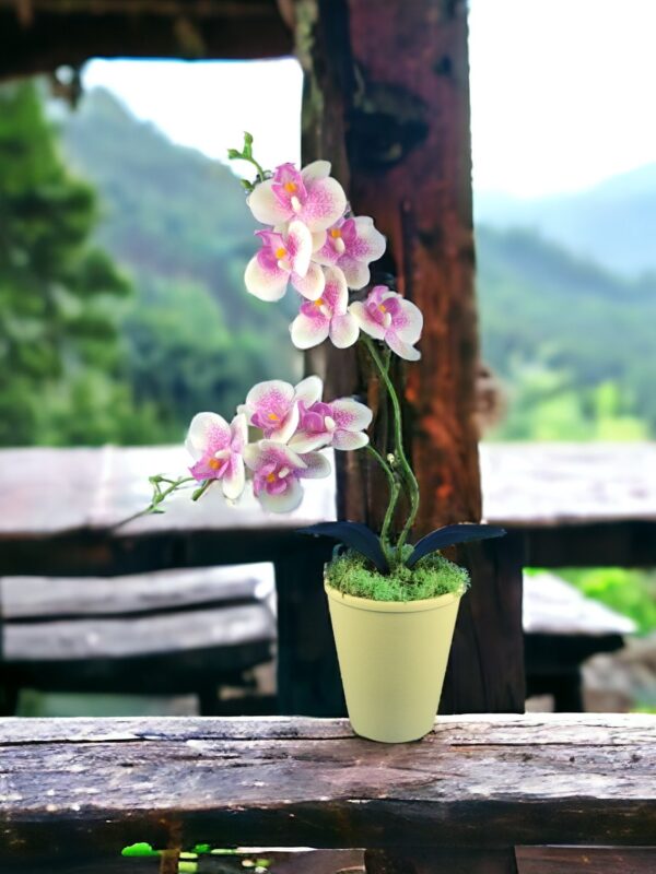 Ciklámen és krémszínű kétágú élethű orchidea színes agyagkaspóban ORK215