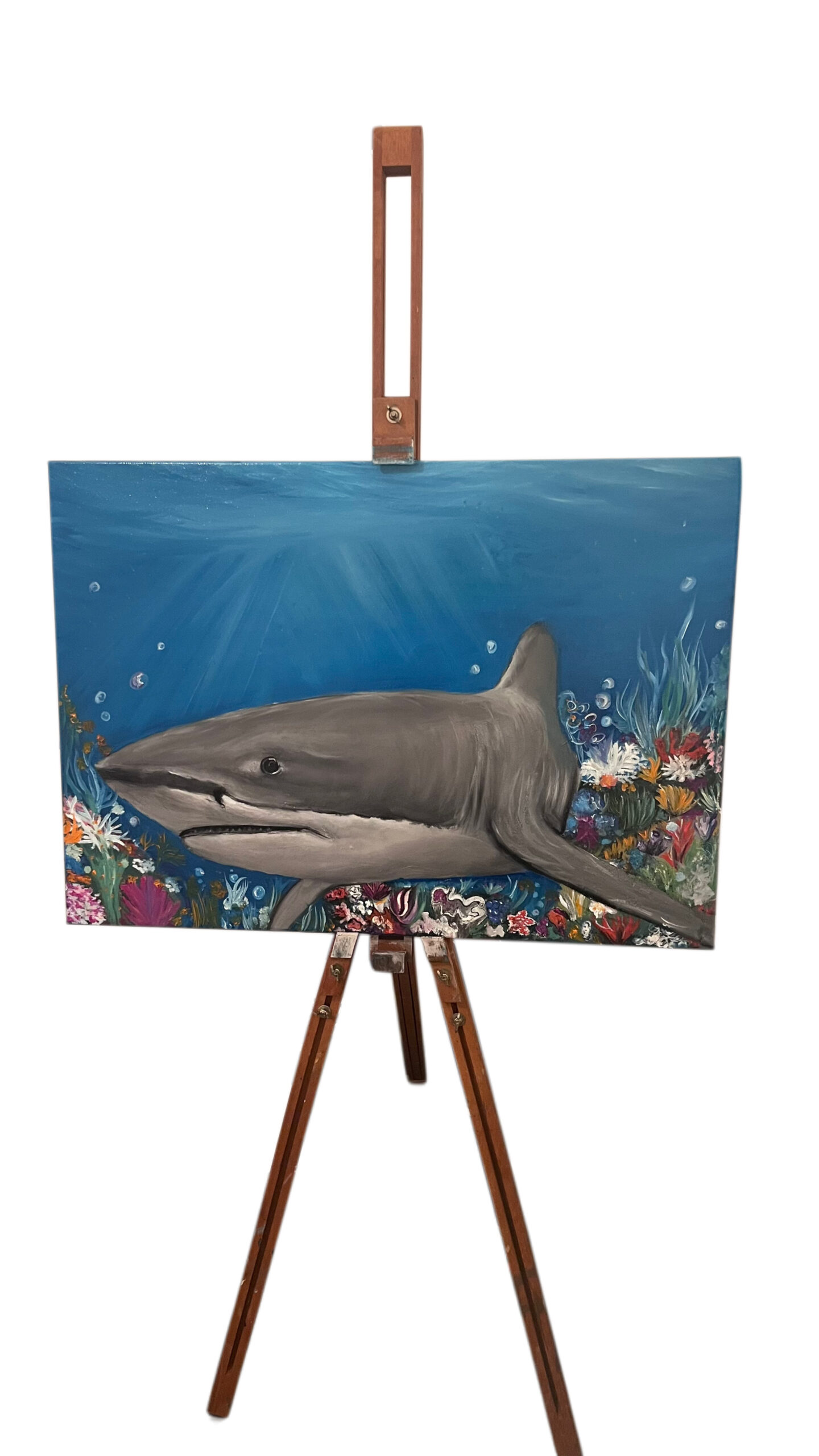 Bikacápa (Carcharhinus leucas) – Eredeti olajfestmény