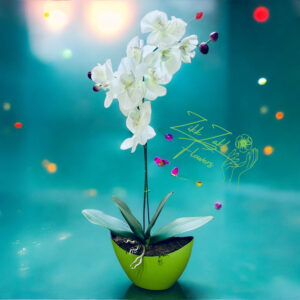 Friss Harmónia Orchidea Kompozíció
