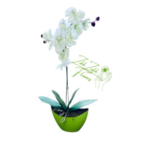 Friss Harmónia Orchidea Kompozíció