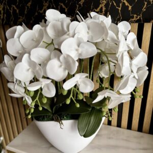 Csónak kaspós orchidea