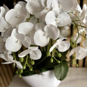 Csónak kaspós orchidea