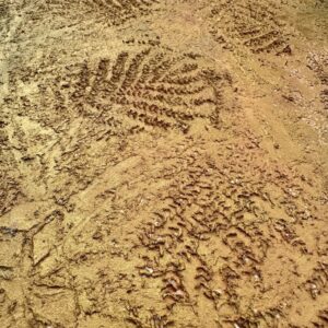 Absztrakt festmény | 40×40 / Arany Terrakotta