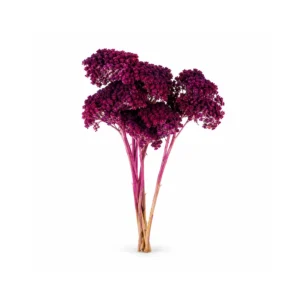 Szárított Achillea dekorág – szeder