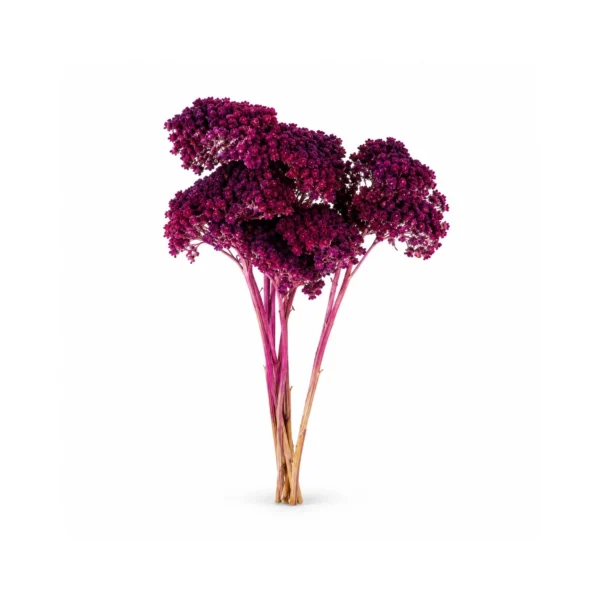 Szárított Achillea dekorág – szeder