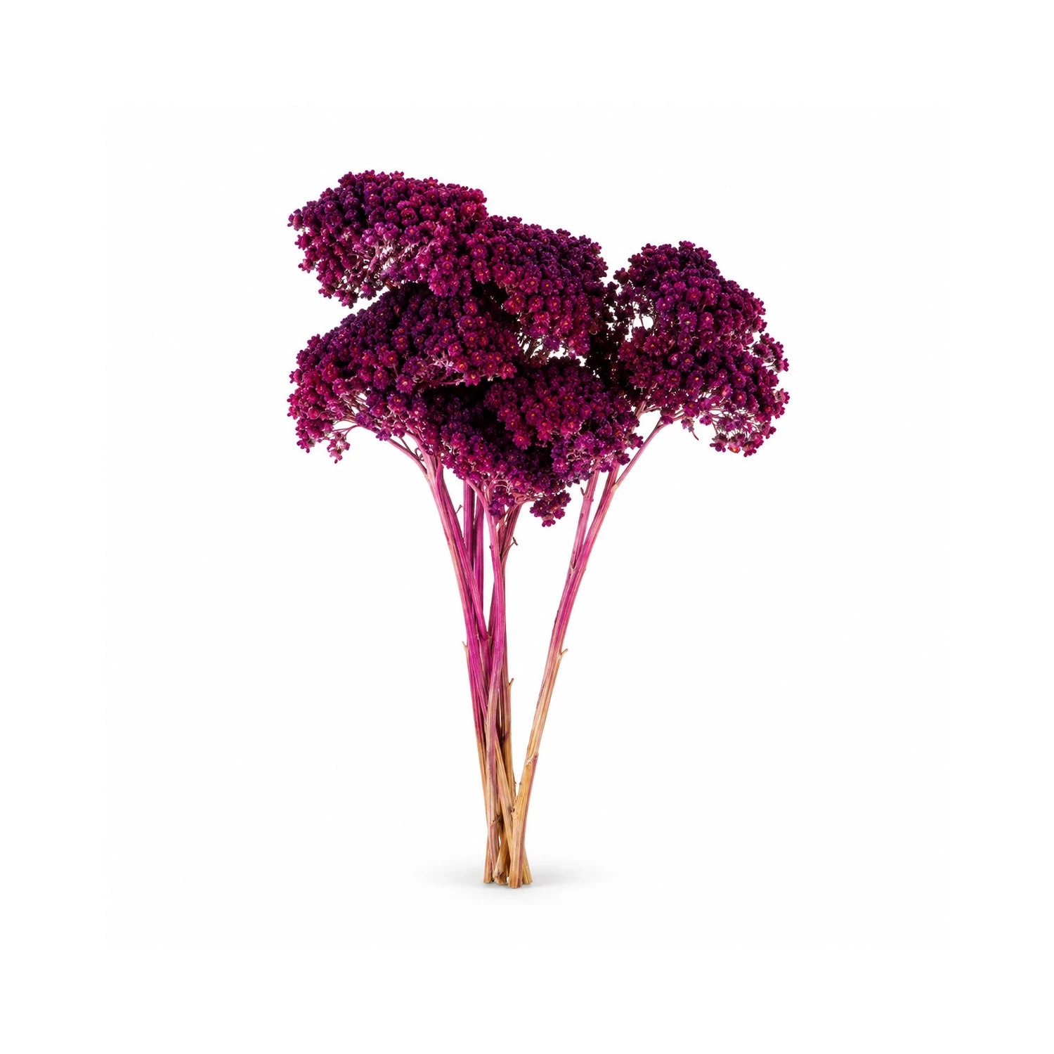 Szárított Achillea dekorág – szeder