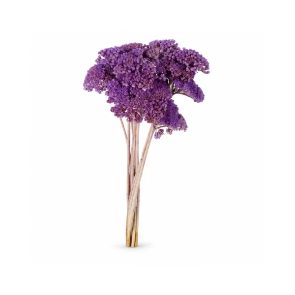 Szárított Achillea dekorág – levendula